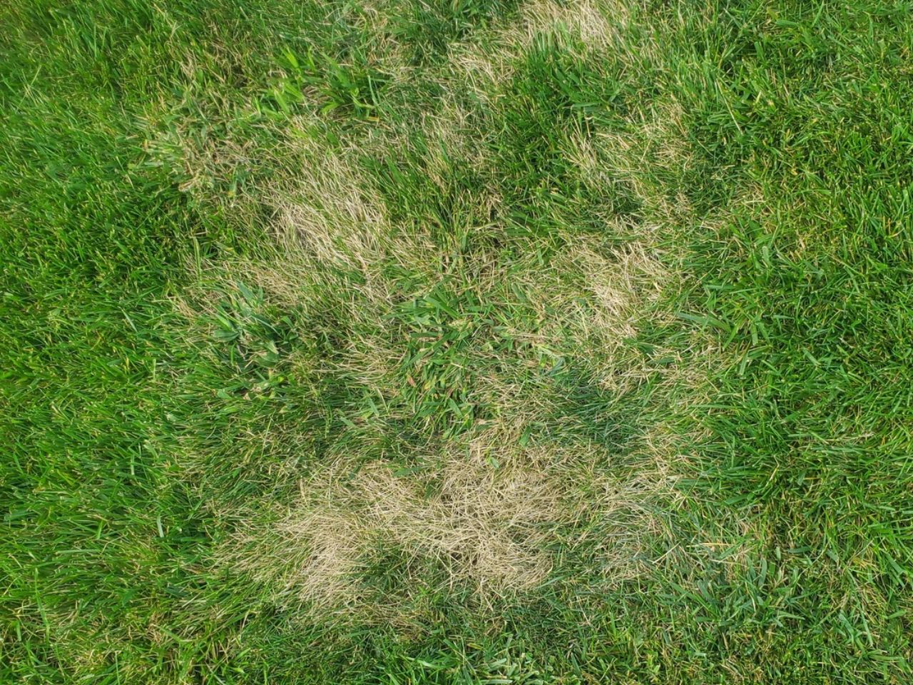 identifying-summer-lawn-diseases-the-grass-outlet-texas