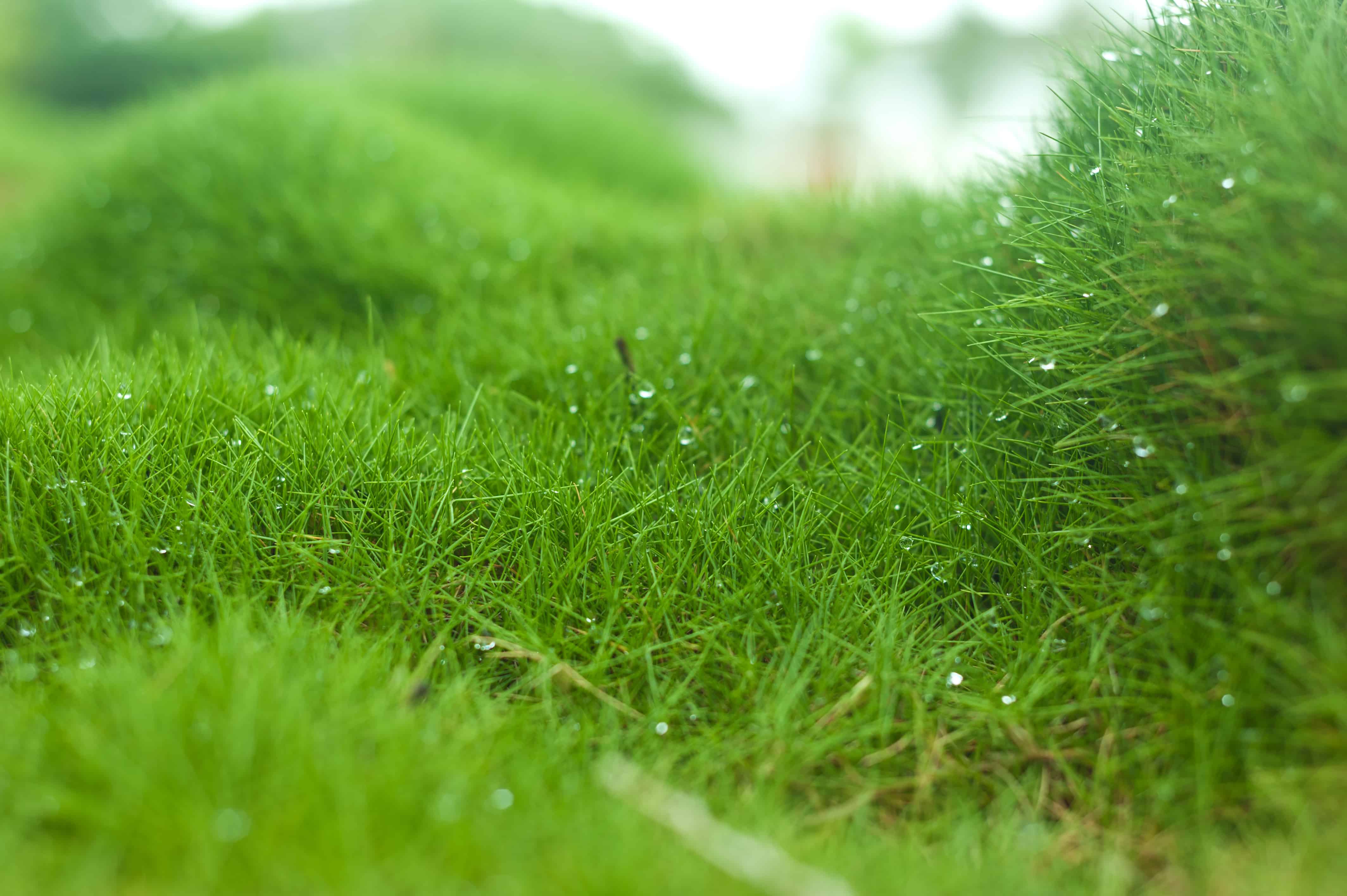 All About Zoysia The Grass Outlet Texas