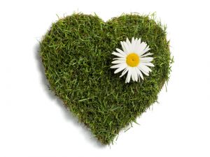 grass heart with a sunflower