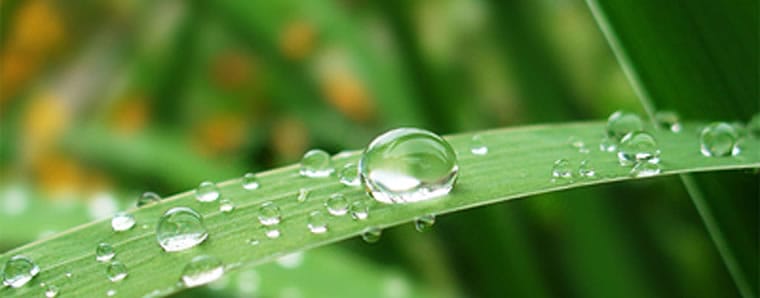 grass blade with water droplets