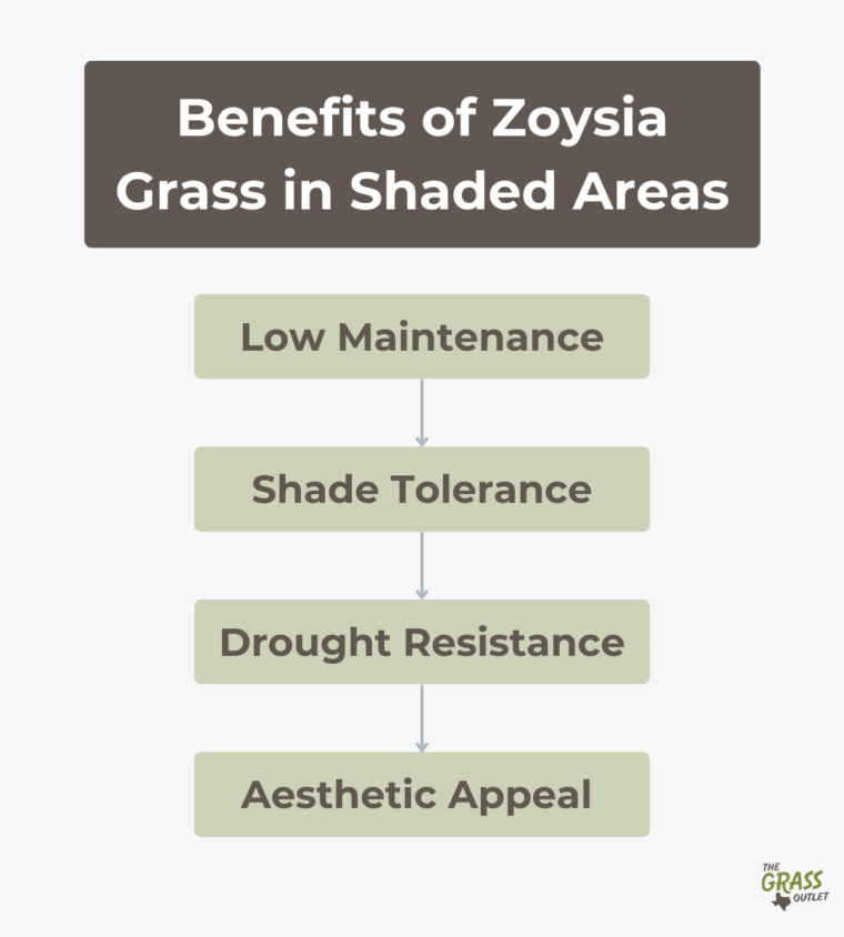 Why Zoysia Grass Is Perfect For Shaded Areas The Grass Outlet