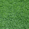 St. Augustine grass