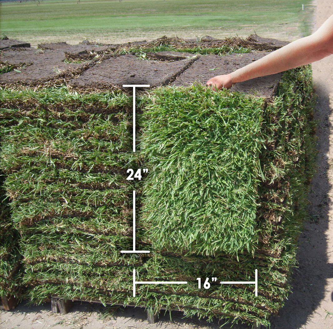 zoysia palisades grass palisade block middle per varieties