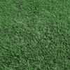 Buffalo grass