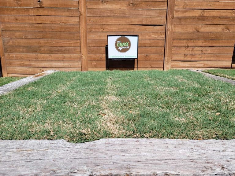 The Grass Outlet Sod Grass for Austin, Dallas, Houston, San Antonio