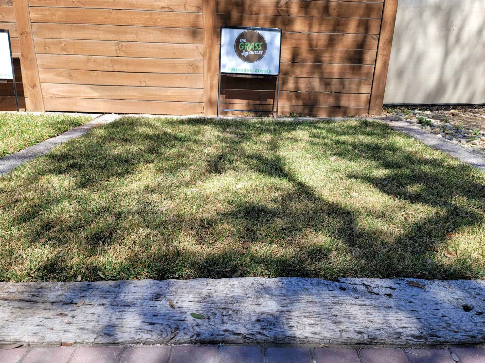 The Grass Outlet Sod Grass For Austin Dallas Houston San Antonio