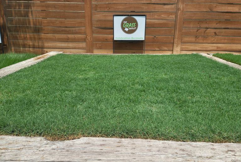 The Grass Outlet Sod Grass for Austin, Dallas, Houston, San Antonio