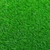 Zoysia grass