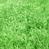 Bermuda grass