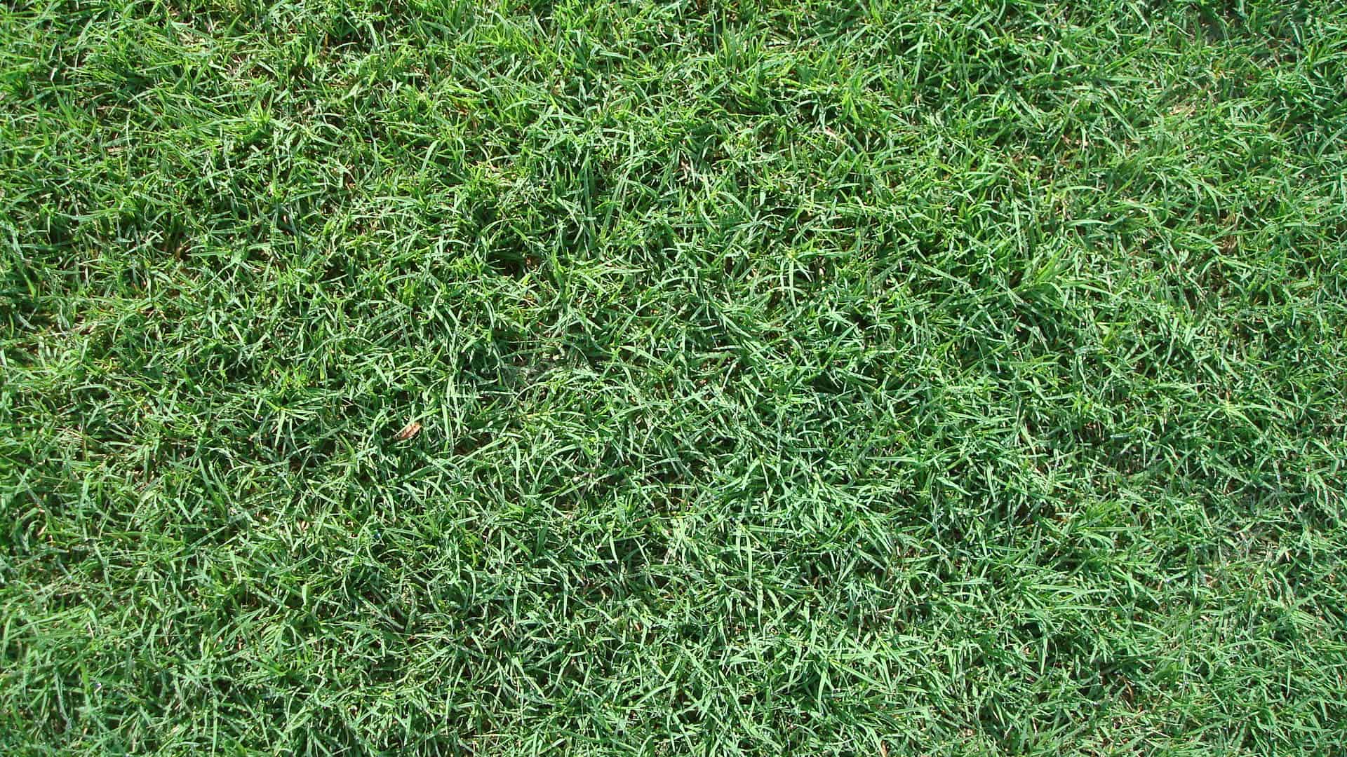 bermuda seed grass celebration Common Bermuda Grass   Outlet The