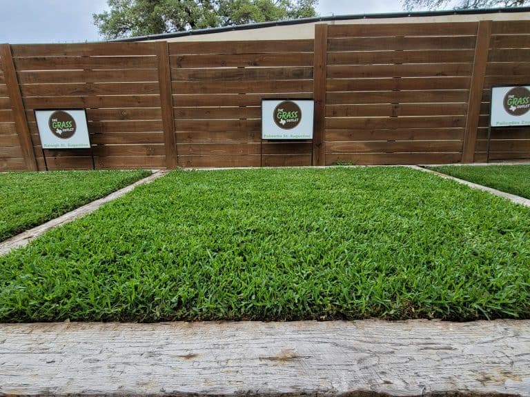 The Grass Outlet Sod Grass for Austin, Dallas, Houston, San Antonio