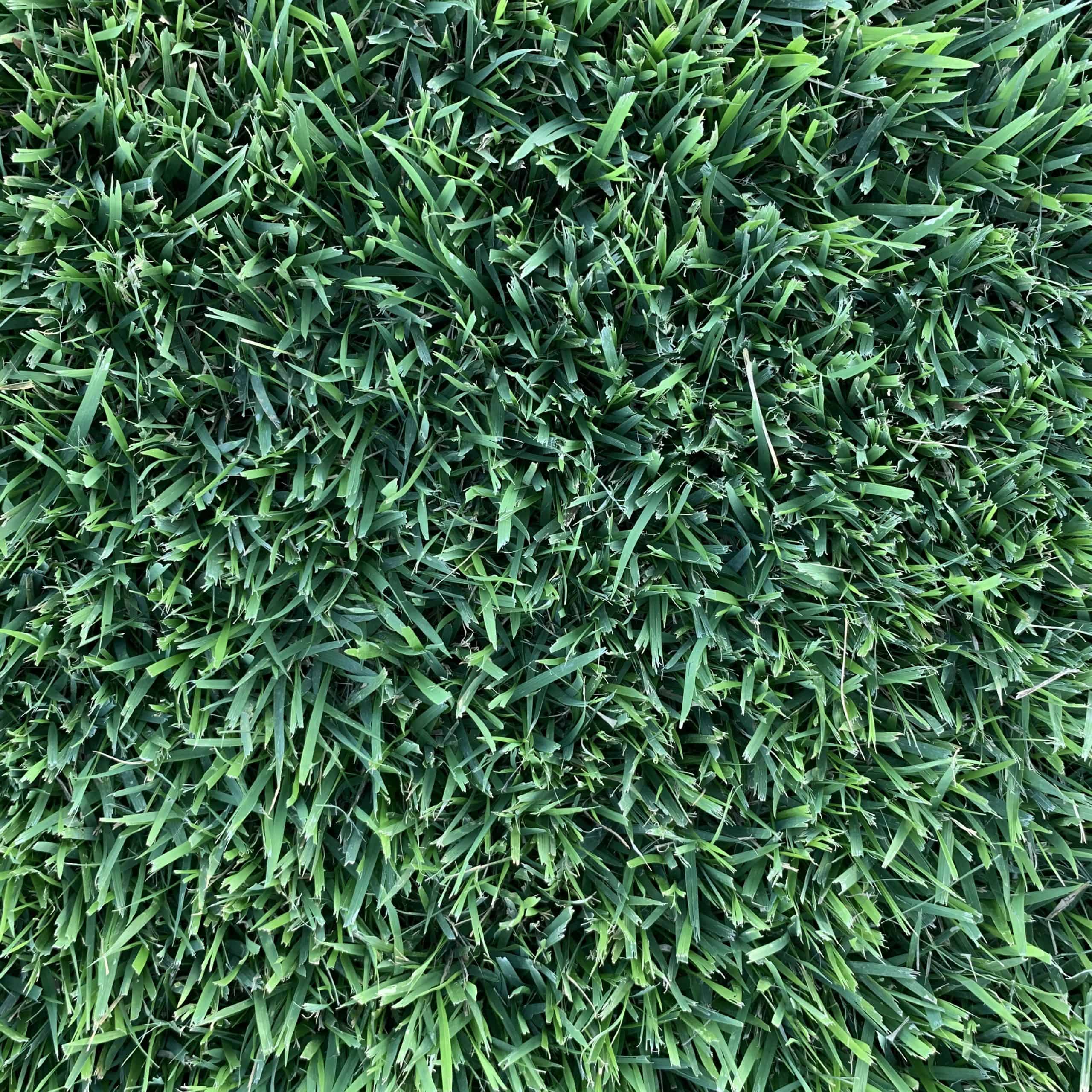 Austin Sod Grass — The Grass Outlet Austin, Texas