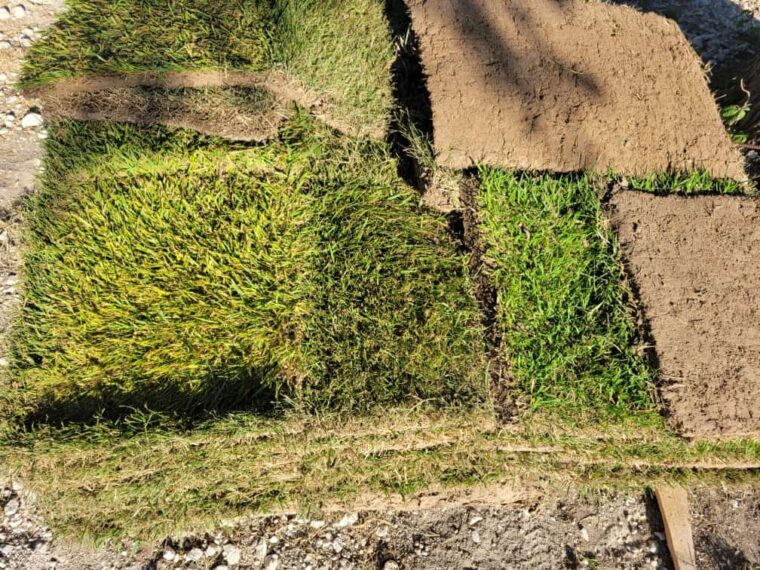 The Grass Outlet Sod Grass for Austin, Dallas, Houston, San Antonio