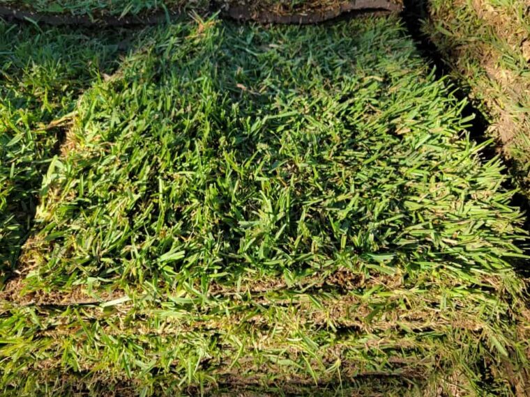 The Grass Outlet Sod Grass for Austin, Dallas, Houston, San Antonio