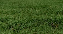 Tifway Bermuda Grass Zoom