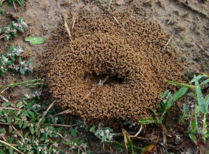 lawn damage by ants