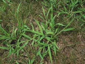 patchy patch of crabgrass