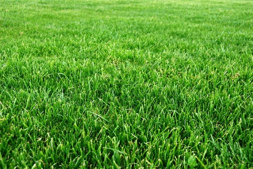 Buffalograss Usage and Management | The Grass Outlet | Texas