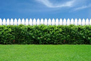 white picket fence behind bush