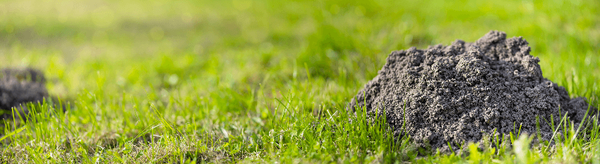 mole pests in lawn