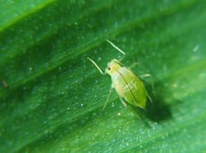picture of aphid insect on leaf