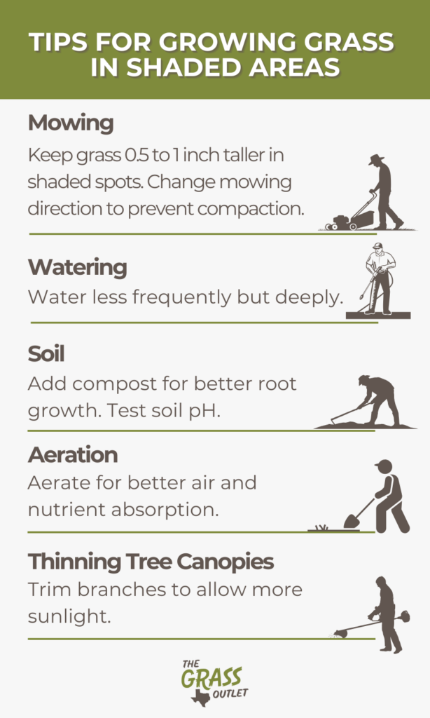 Tips For growing grass in shaded areas