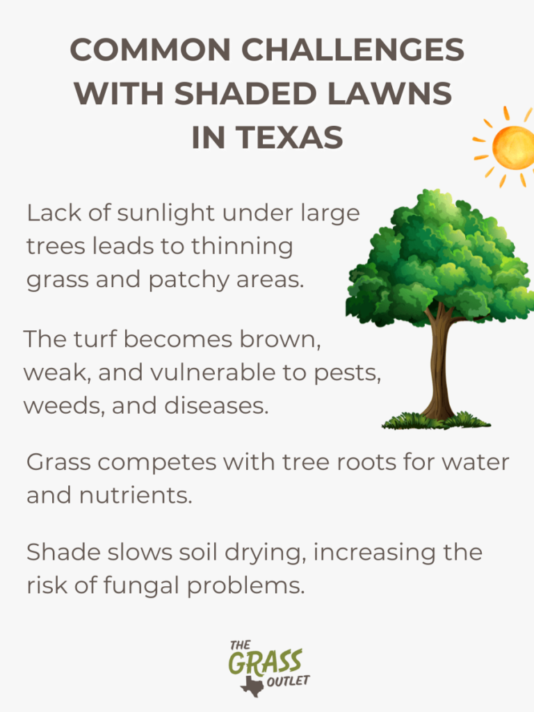 Common Challenges With shaded lawns in texas