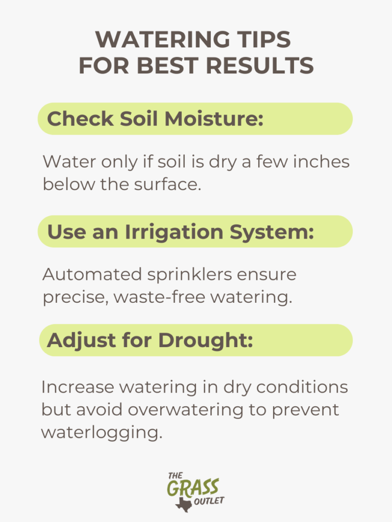 Watering Tips for Best Results