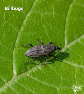 Billbugs