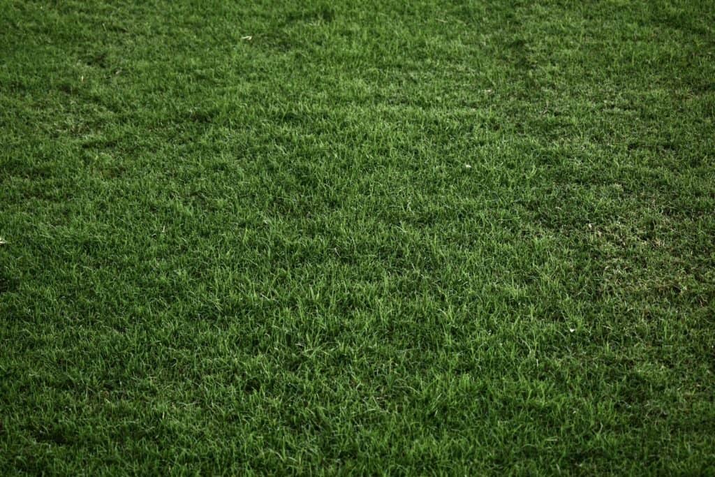 Celebration Bermuda Top