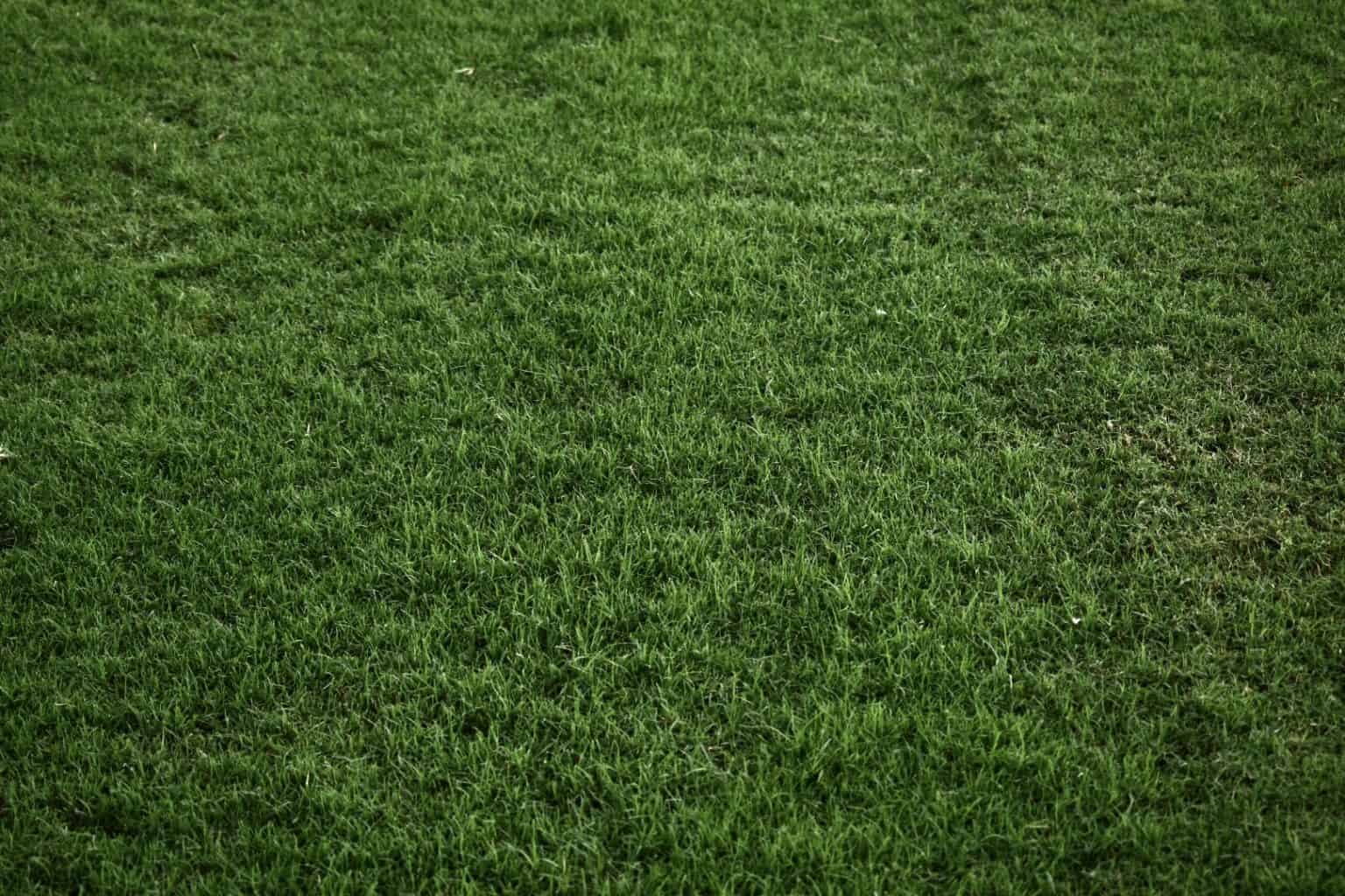 Austin Sod Grass — The Grass Outlet Austin, Texas