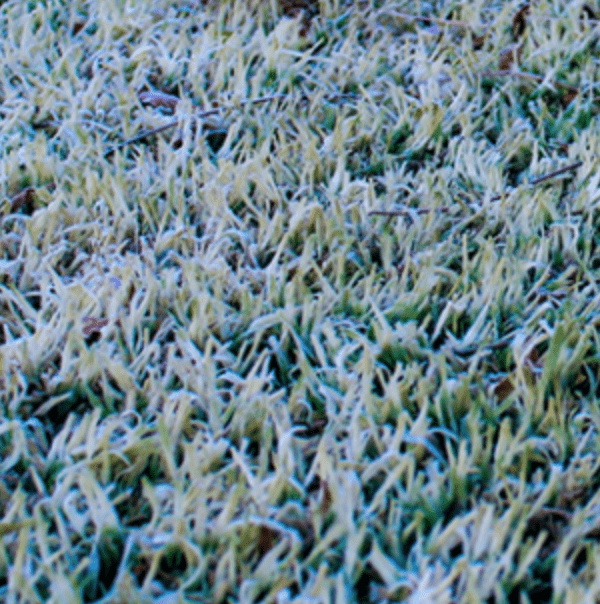 frost damage on a yard in austin texas