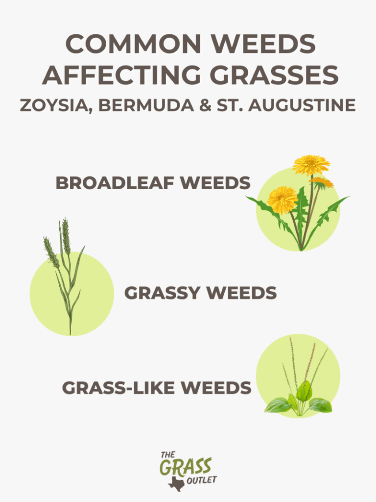 Infographic showing common weeds affecting different grass types