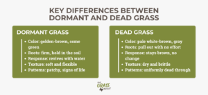 Comparison between dead and dormant grass