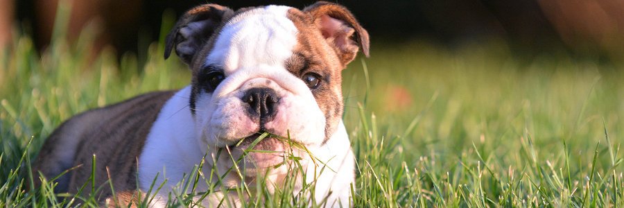 how do i stop my dog from eating grass