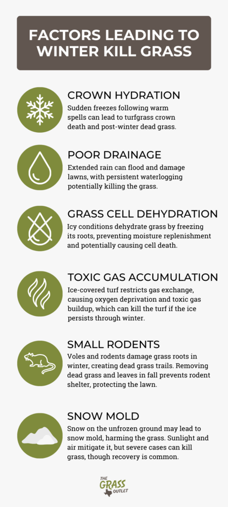 Infographic about Factors Leading to Winter Kill Grass