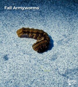 Fall Armyworms