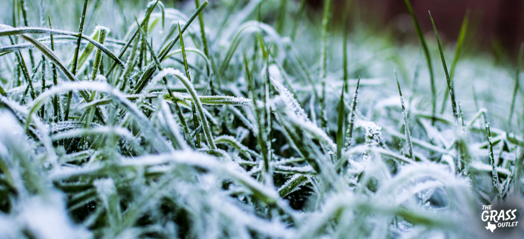 frost damage on a yard in austin texas