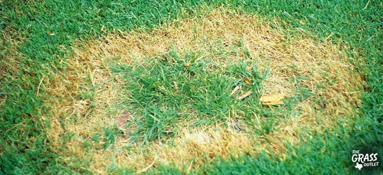 Visual Reference: Identifying Preventing Diseases On Lawn
