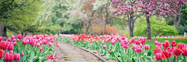 garden with red flowers