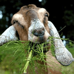 goat happily eating grass
