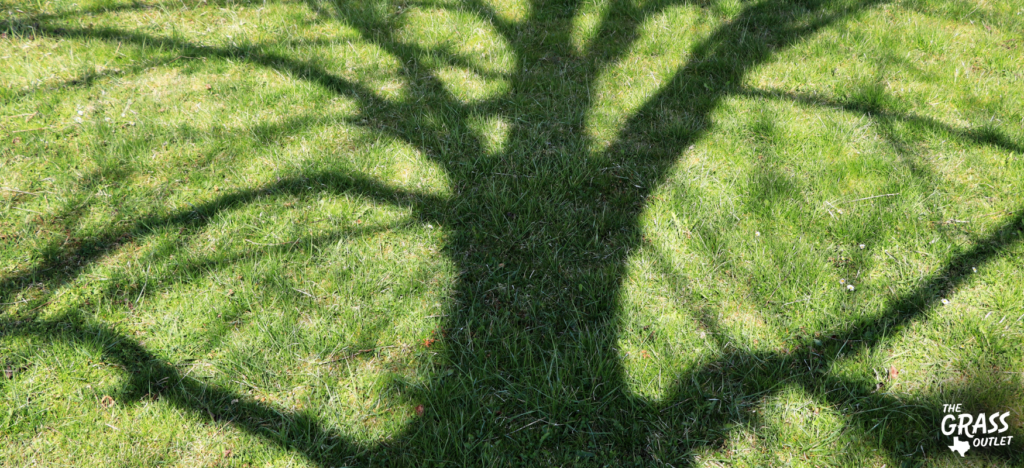 Grass in the shade of a tree