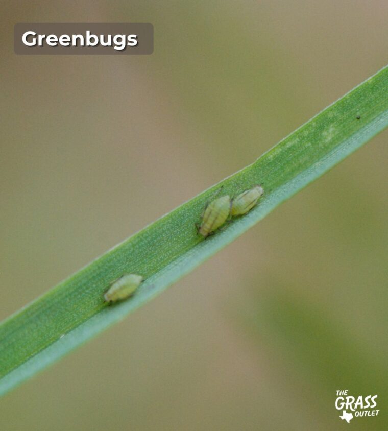 Texas Lawn Insects Identification Guide - The Grass Outlet