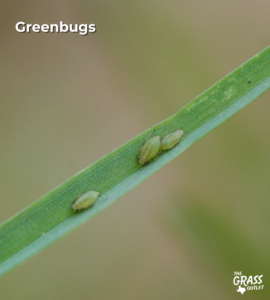 Greenbugs
