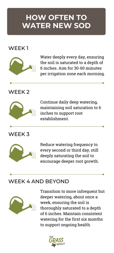 Infographic about How Often to Water New Sod