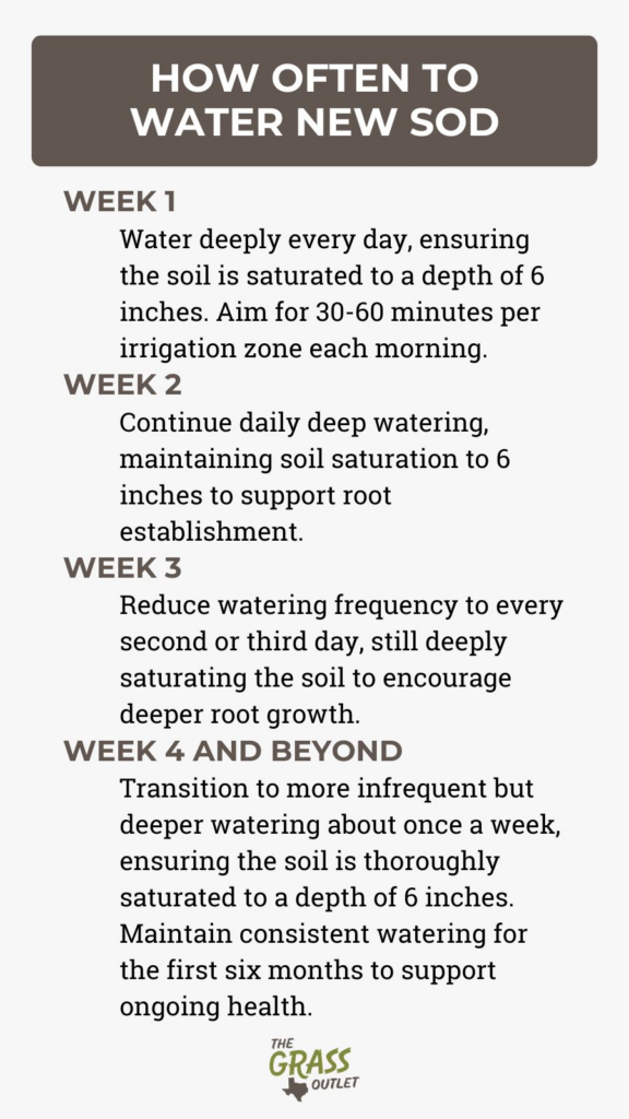 Infographic about How Often to Water New Sod