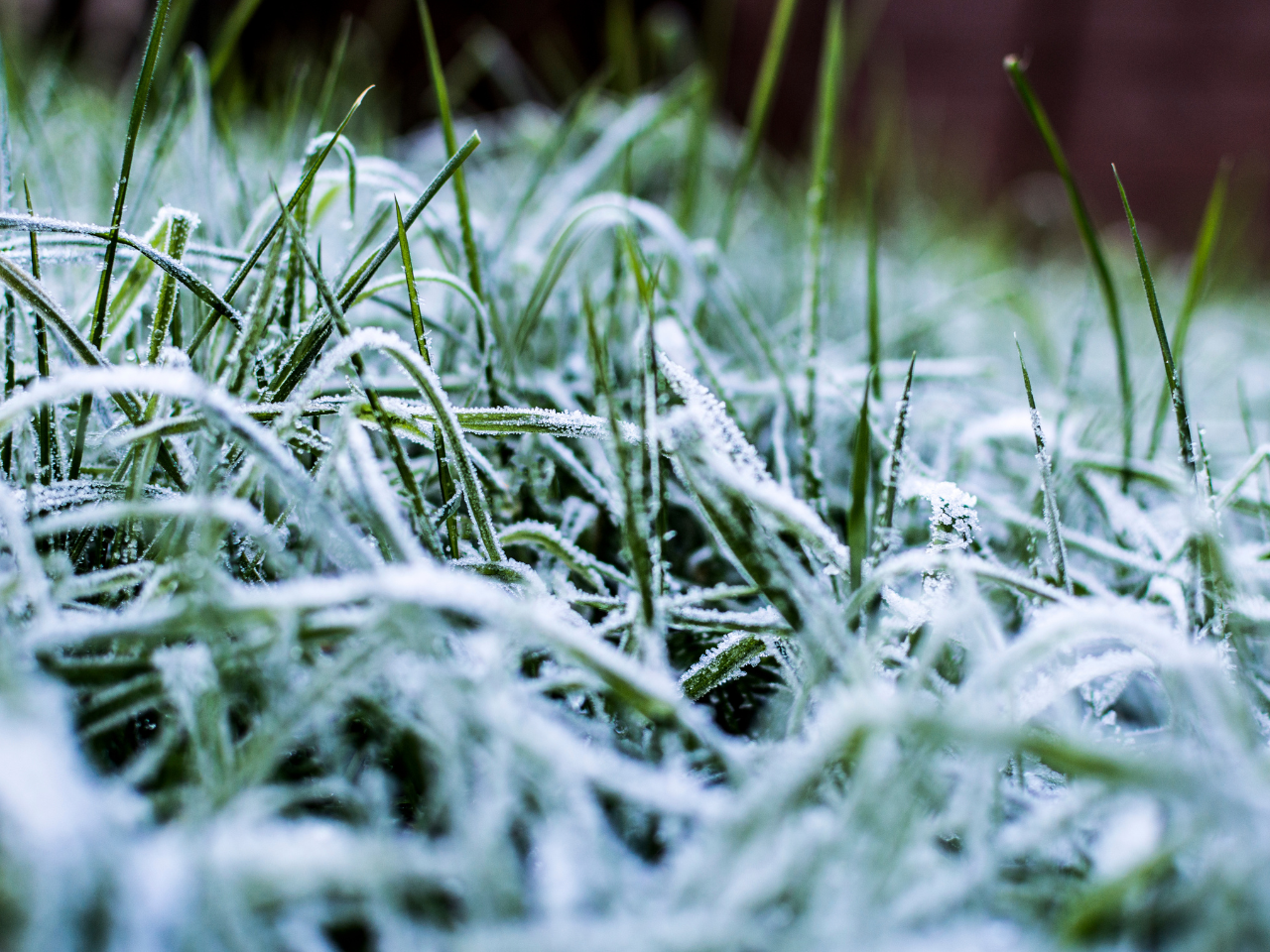 frost damage on a yard in austin texas