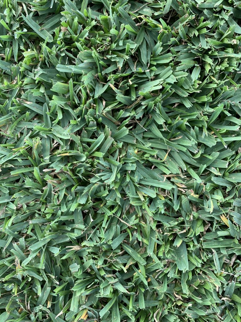 A white baseball with red stitching resting on lush, green Raleigh St. Augustine grass