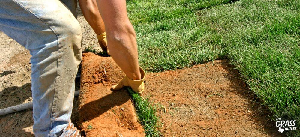 Laying sod in Texas