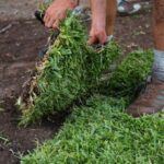 Laying sod is the fastest way to lawn